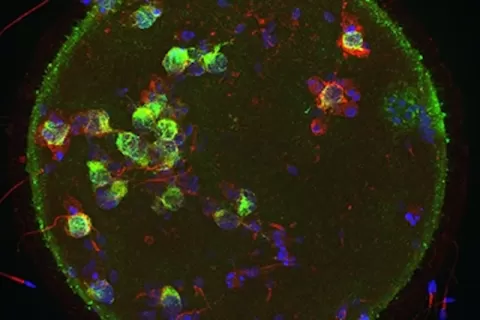 embryonic development